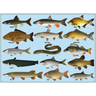 Coarse Fishing 1000 Piece Jigsaw