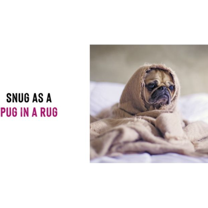 Funny Dogs Book