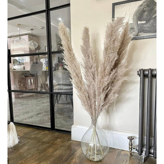 Grey/beige tall pampas grass per stem