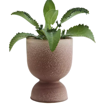 Stoneware Flower Pot